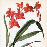 Cochlioda Vintage Orchid Print by Kaplicka dated 1970   Vintage Orchid Illustration   Vintage Botanical Illustration   62