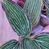 RARE Red & White VARIEGATED jewel orchid