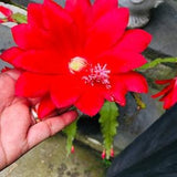 Disocactus ackermannii (Red Orchid Cactus) live rooted 2 years blooming plants. One live plants for each order.