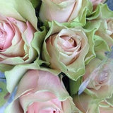 Pink white green roses seeds - 20 seeds - code182