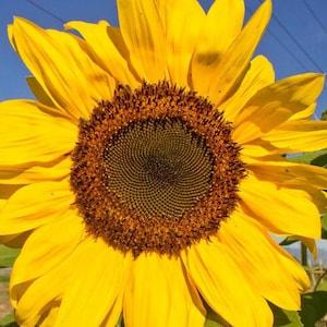 Heirloom Organic Peredovik Sunflower - 25/50 Seeds - Helianthus annuus - Open-Pollinated, Non-Hybrid & Non-GMO - Canada Flower Seeds