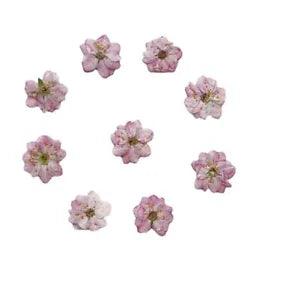 12PCS real Pressed dry cherry bloom Flower natural color for art craft FSS03