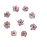 12PCS real Pressed dry cherry bloom Flower natural color for art craft FSS03