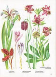 Autumn Crocus Turkscap Lily Crow Garlic Gladdon Vintage Picture 1980 BOWF#163