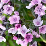 50 seeds Cynoglossum amiable (or) Chinese Forget Me Not - Annual