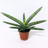 Spear Orchid (Sansevieria Cylindrica) Cutting