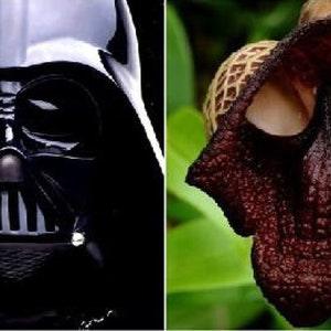 30pcs Darth Vader (Aristolochia Salvadorensis) Flower Seeds (code 44)