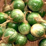 LARGE PACKET 200+ seeds Petch Siam Thai Eggplant Seeds| Green round Thai Eggplant Seeds |Organic| Non-GMO Asian Vegetable