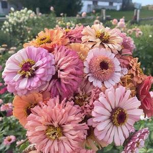 25 + seeds / Zinnia Mix Pastel seeds / Flower Seeds / Dawn creek mix /Tufted zinnias / Summer Flowers