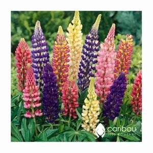 PERENNIAL | Russell's Hybrids LUPIN MIX  | 30 Seeds | Cottage Garden | Attracts Hummingbirds | Fragrant Blooms | Organic Seed