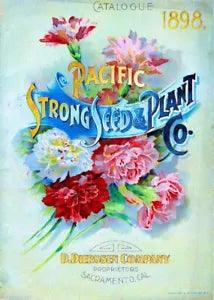 95325 1898 Pacific Carnations Flowers Seed Packet Decor Wall Print Poster