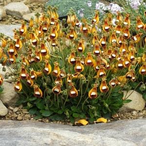 Darwin's Purse Slipper - Calceolaria fothergillii - Rare Species