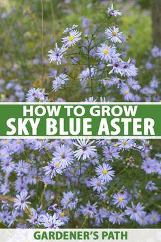How to Grow and Care for Sky Blue Aster Flower Delivery