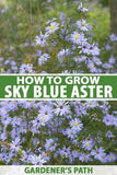 How to Grow and Care for Sky Blue Aster Flower Delivery
