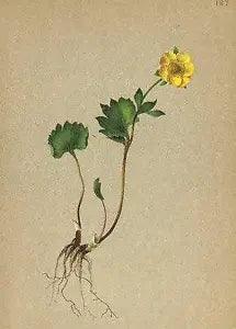 ALPENFLORA ALPINE FLOWERS: Ranunculus pythora Crantz-T?dtlicher Hahnenfuss;1897