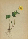 ALPENFLORA ALPINE FLOWERS: Ranunculus pythora Crantz-T?dtlicher Hahnenfuss;1897