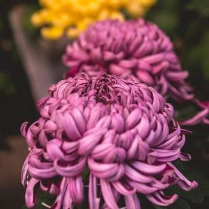 No 78 Chraysanthemum 5 Seeds Zaden Samen Big Chrisantheme pink Flowers Blumensamen Flowerseeds