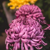 No 78 Chraysanthemum 5 Seeds Zaden Samen Big Chrisantheme pink Flowers Blumensamen Flowerseeds