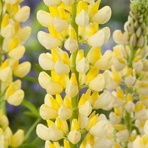 15 seeds yellow Russell Lupines / Lupin seeds