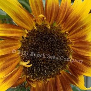 Ring Of Fire Sunflower (Maroon/Gold Sunflower, Non-GMO & Open Pollinated Seed, Min. 15 Seeds Per Pack, Grown and Packaged in Canada)