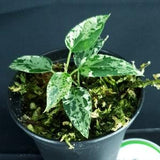 TR?S RARE ** Dregea sinensis 'Variegata'