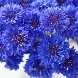 75 lovely Bachelor's Button Blue Cornflower seeds