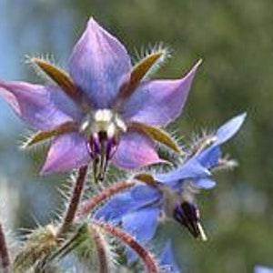 Borage Heirloom Seeds - Borage Officinalis - Pack of 25 or 100