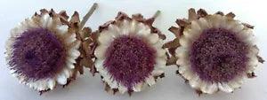 Lot of 3 Real Dried Artichoke Flowers 5-6 Inches Wide on Natural Stems - Lot 18