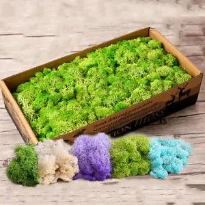 1Bag Natural Reindeer Moss Preserved Dried Flower Stamen Landscape Decor DIY