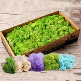 10g/Bag Artificial Moss Grass Dried Flower Lichen Plant Landscape Garden Decor
