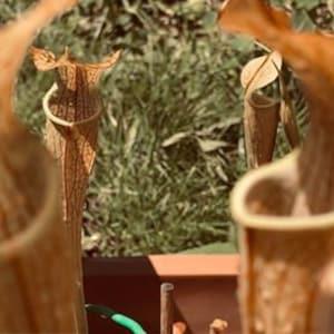 Carnivorors Plant Seeds 7 Sarracenia leucophylla LIMITED SUPPLY