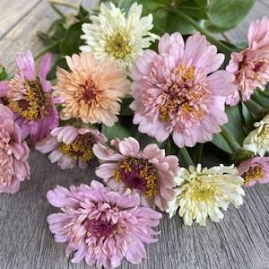 25 Cresto Peaches and Cream Zinnia Seed Mix / Zinnia Elegans /Cut Flower /Cupcake Flower / English Garden/Wildflower/Cottage/Bouquet Flowers