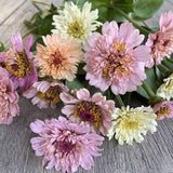 25 Cresto Peaches and Cream Zinnia Seed Mix / Zinnia Elegans /Cut Flower /Cupcake Flower / English Garden/Wildflower/Cottage/Bouquet Flowers