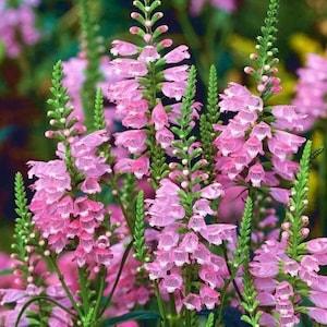 50+ seed Unique, Obedient Pink Physostegia. virginiana Perennial