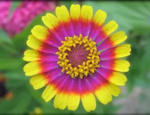 DAISY CRAZY Flower  Plant Garden Odd Rare Painted Shasta Non-GMO 30 Seeds!!