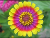 DAISY CRAZY Flower  Plant Garden Odd Rare Painted Shasta Non-GMO 30 Seeds!!