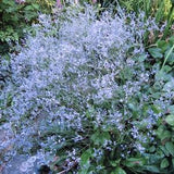 SEA LAVENDER Limonium Latifolium Hardy Perennial, 5 Rare Seeds