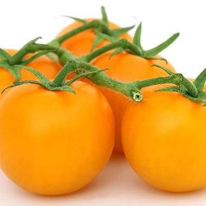GOLDEN QUEEN, JUBILEE Tomato, Heirloom Variety, 10 Seeds