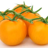 GOLDEN QUEEN, JUBILEE Tomato, Heirloom Variety, 10 Seeds