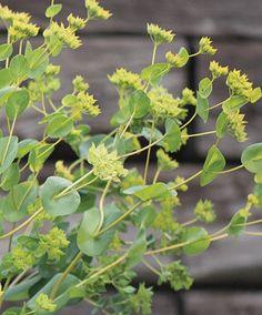 40 Bupleurum green gold seeds Flower Delivery