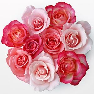 Pink Rose Bouquet Cross Stitch Pattern