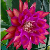 1 unrooted cutting/ leaf/ stem Super Rare Hot  Don Crain Epiphyllum Orchid Cactus 6-8???
