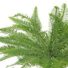 Umbrella Fern Greenery - 10 bunches Flower Delivery