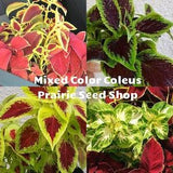 Rainbow Coleus Seeds Canada, Mixed Colors Mix, Hardy Shade Annual, Container Balcony Gardening, Painted Nettle Flower, House Plant Seed