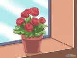 C¡§?mo plantar y cuidar ran¡§?nculos: 15 Pasos (con im¡§?genes) Flower Delivery
