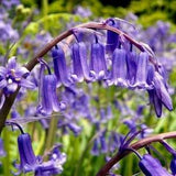 ENGLISH WOODLAND BLUEBELL Hyacinthoides Non-Scripta "Favorite Flower!" 10 Seeds