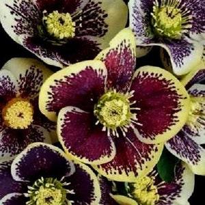 HELLEBORUS SPOTTED SPOTS Dots Perennial Christmas Rose Heleborus Orientalis 5 Seeds