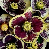 HELLEBORUS SPOTTED SPOTS Dots Perennial Christmas Rose Heleborus Orientalis 5 Seeds