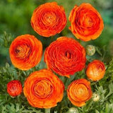 Orange Ranunculus corms (Asian buttercup), perennial flowers