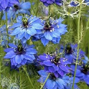 50+ seeds / NIGELLA Miss Jekyll Indigo Flower Seeds /  Love in a Mist White Flower Seeds / Nigella Damascena (G32)